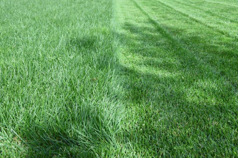 Lawn Before and After Mowing