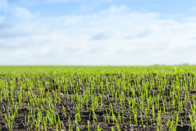 Local Lawn Care Experts